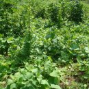 샘말농장 이미지