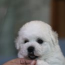 레이지포 이미지