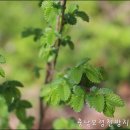 느릅나무 이미지