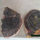 버섯마당 이미지