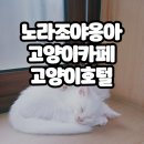 노라조 야옹아 네이버블로그