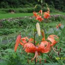 개나리꽃농원 이미지