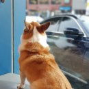 꿈이크는 동물병원 이미지