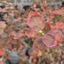 정성농장 | [양산 가볼만한곳] 아이와 함께, 연인과 함께! 정성 가득 '손주줘 블루베리 농장' 방문 후기