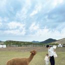 루시아호텔 | 제주 아기랑 여행&lt;롯데호텔제주,유아용품대여,카페루시아,새별프렌즈,아침미소목장&gt;