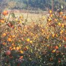 신대농장 이미지