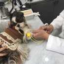 닥터호오 동물병원 이미지