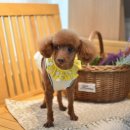 아띠펫살롱 이미지