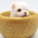 하빈애견농장 이미지