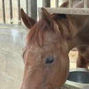 전주에서 승마를 배울 수 있다고? 전주승마장 상담 후기 🐴