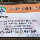 나무소리 이미지