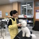 한국펫고등학교 이미지