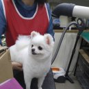 사랑해줄개 애견샵 이미지