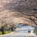 울릉벚꽃 이미지