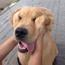 금고양이 이미지