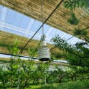 현성농장 | TY스마트팜이 설치된 함안 자두