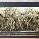 비바리움매니아 이미지