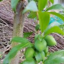 산골복숭아농장 이미지