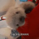 인형 같은 해달 새끼.gif 이미지