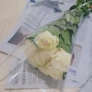 2동공판장 | [일상기록] 양재꽃시장 - 양재화훼공판장 후기
