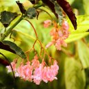 베고니아 이미지