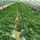 엄마네농장 이미지