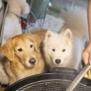 무아레도그라운드 이미지