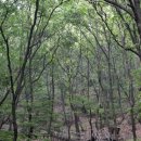 우면산자연생태공원 Daum카페