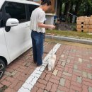 내친구동물병원 | 천안 동물병원 추천! 과잉진료 없는 내안의 동물병원 말티푸 예방접종 후기