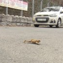 전주 두꺼비 이미지