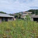 동읍1149 이미지