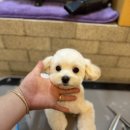 쇼어독 네이버블로그