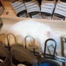 사바나 코쉬카 이미지