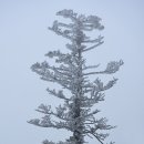 겨울왕국, 덕유산 – 동엽령,백암봉,중봉,향적봉 이미지