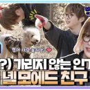 야옹이네 이미지