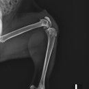 페트로동물의료원 이미지