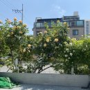 장미로38번길 이미지