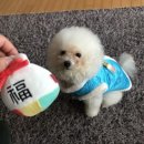 멍냥이 펫싸롱, 펫호텔 | 주안 애견미용 추천 멍냥이펫싸롱 우리 강아지 귀엽다!!!