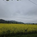 호호면옥 | 창녕 유채꽃 축제 라디엔티어링 걷기 대회 &amp; 창원 갈비탕 맛집 호호면옥 내돈내산 체험 후기