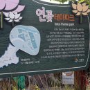관곡지 | 시흥 주말 나들이 싱그러움 가득했던 연꽃테마파크와 관곡지 여름 출사 후기