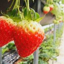 뚱딴지마을 이미지