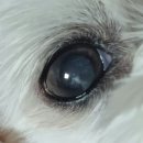 서하식육식당 | [3. 백수 인간 너무 행복하잖아] / 와촌 식육식당 / 서하 곱창 / 대동집 / 한돈참숯꼬기 / 돈치킨