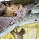 다둥 반려견 호텔 유치원 이미지