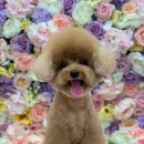 펫트리멍 이미지