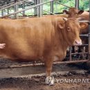 이윤축산 이미지