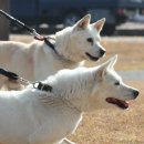 송강동물병원 이미지