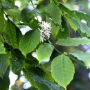 커피나무 이미지