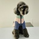 펫의류&펫소품 만들기 이미지