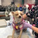 행복한개 이미지