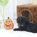 빈이랑은이랑 이미지